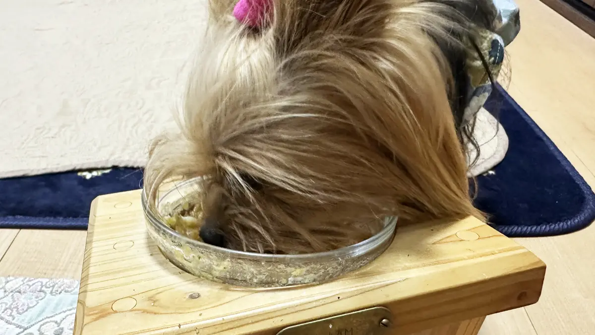 ごはんに夢中でカメラ目線もくれないヨーキー(リアンくん)