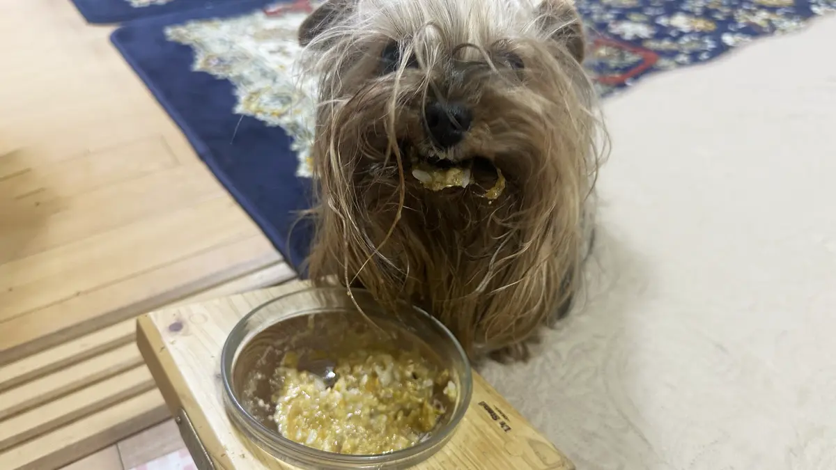 完成した麹鮭ごはんを食べて、口の周りにごはんをつけてニンマリのヨーキー(テリー)