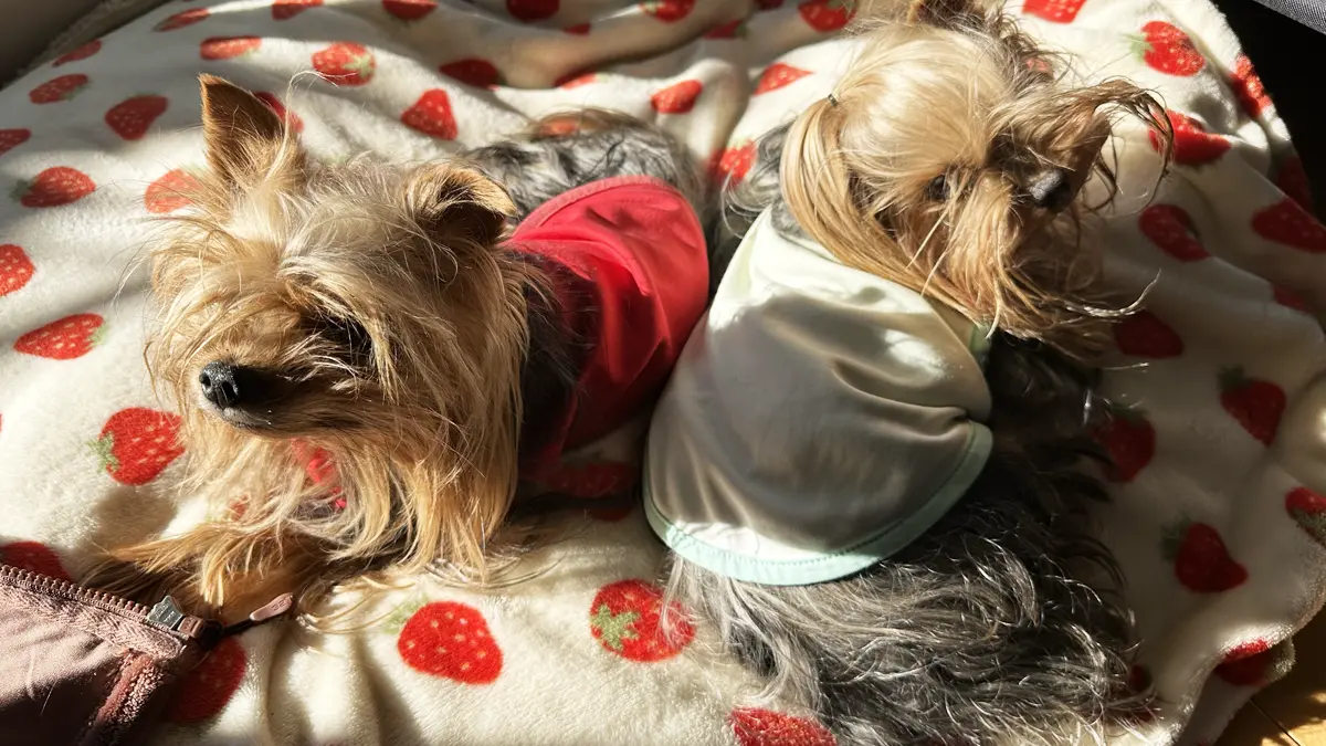 自宅の日が入る窓際で、もこもこ毛布の上で寄り添って寝ているヨーキーズ（テリー＆リアン）