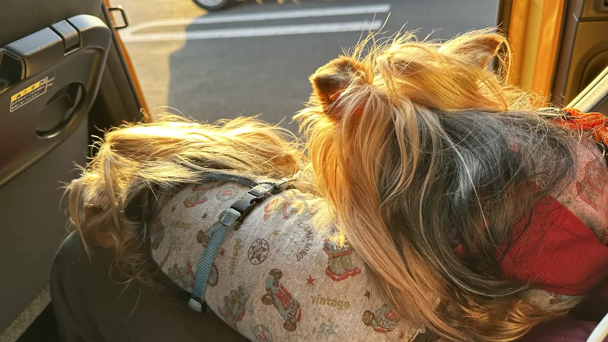 近所のスーパーの駐車場で買い物待ち。西陽に照らされながらウトウトしているヨーキーズ（テリー＆リアン）