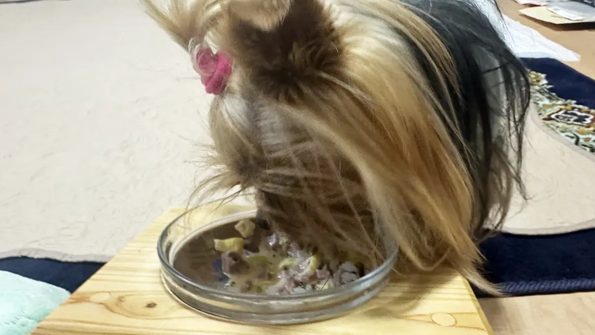 クリスマスのご馳走（ローストビーフご飯）を鵜が夢中で食べているヨーキー（リアン）