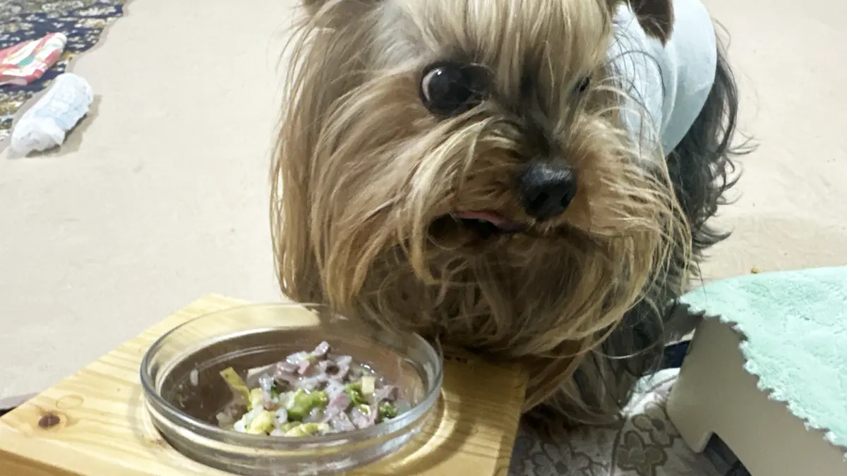 クリスマスのご馳走（ローストビーフご飯）を食べて驚いているヨーキー（テリー）