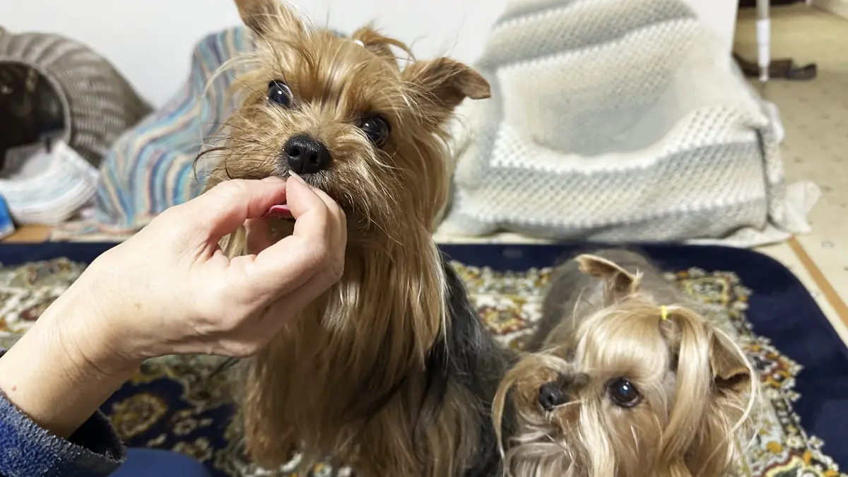 指まで食べようとするリアンと順番待ちするテリー