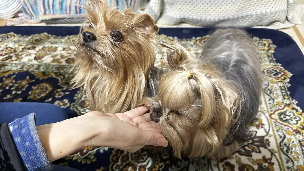 キャロブケーキを手からもらって食べるテリーと、「ボクのは？」と目で訴えるリアン