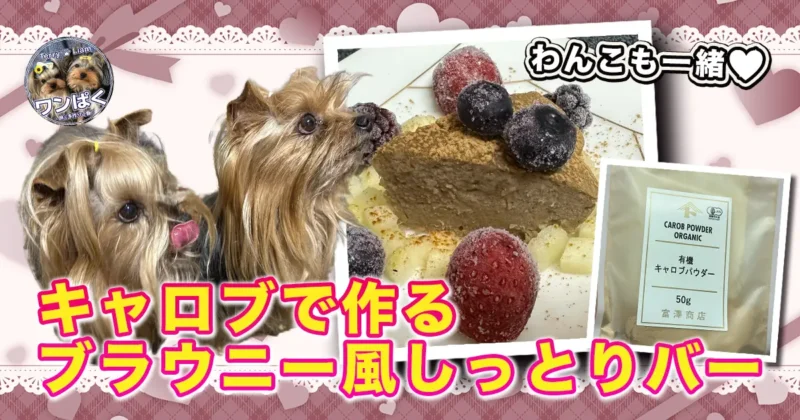 ヨークシャーテリア2匹とキャロブのブラウニー風しっとりバー、キャロブパウダーの袋を並べたバレンタイン用アイキャッチ画像