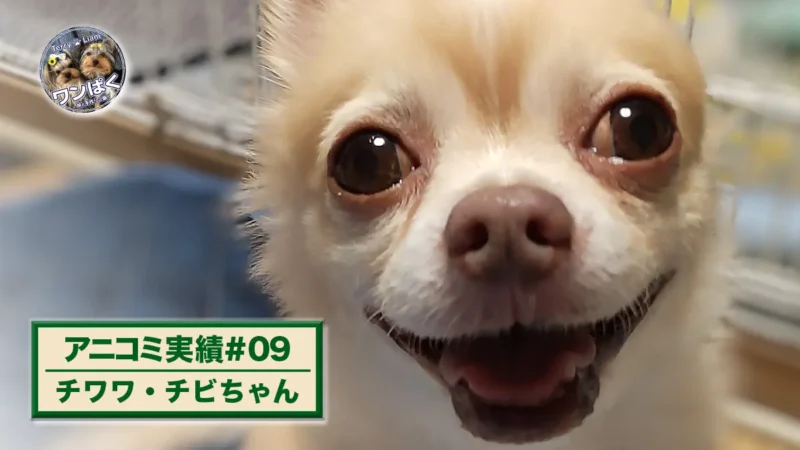 チワワのチビちゃんの顔アップ写真に「アニコミ実績#09 チワワ・チビちゃん」と表示したアイキャッチ画像