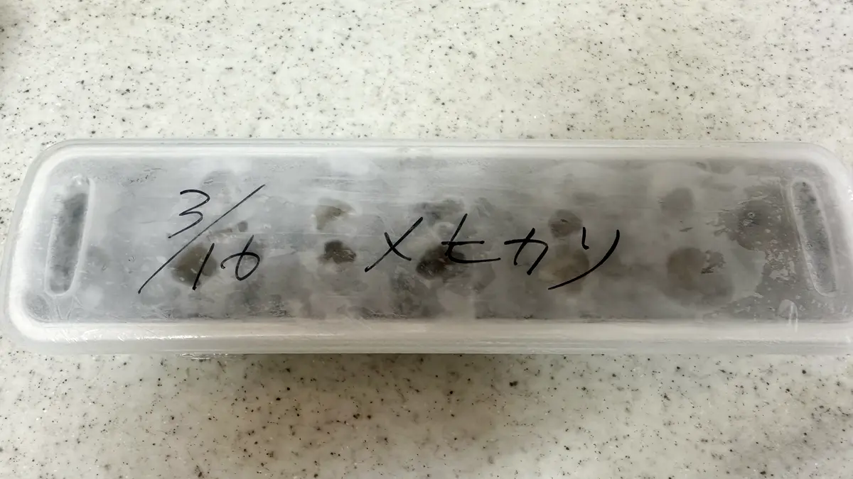 製氷皿で小分けされたメヒカリ