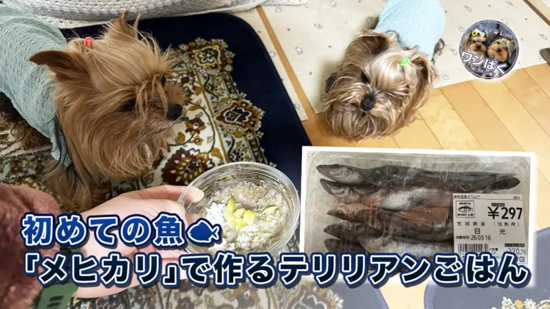 ヨークシャーテリア2匹が手作りごはんを見つめる写真と、297円のメヒカリのパック写真を組み合わせた「初めての魚『メヒカリ』で作るテリリアンごはん」のアイキャッチ画像
