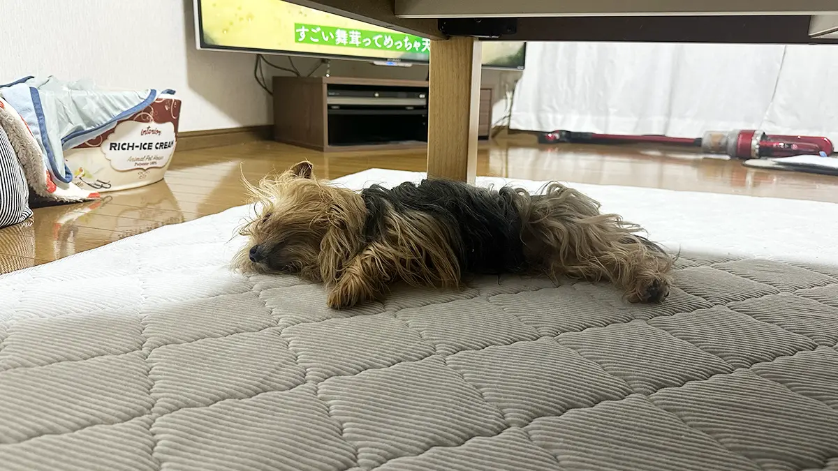 狭いテーブルの下でヘソ天一歩手前のヨーキー（リアン）