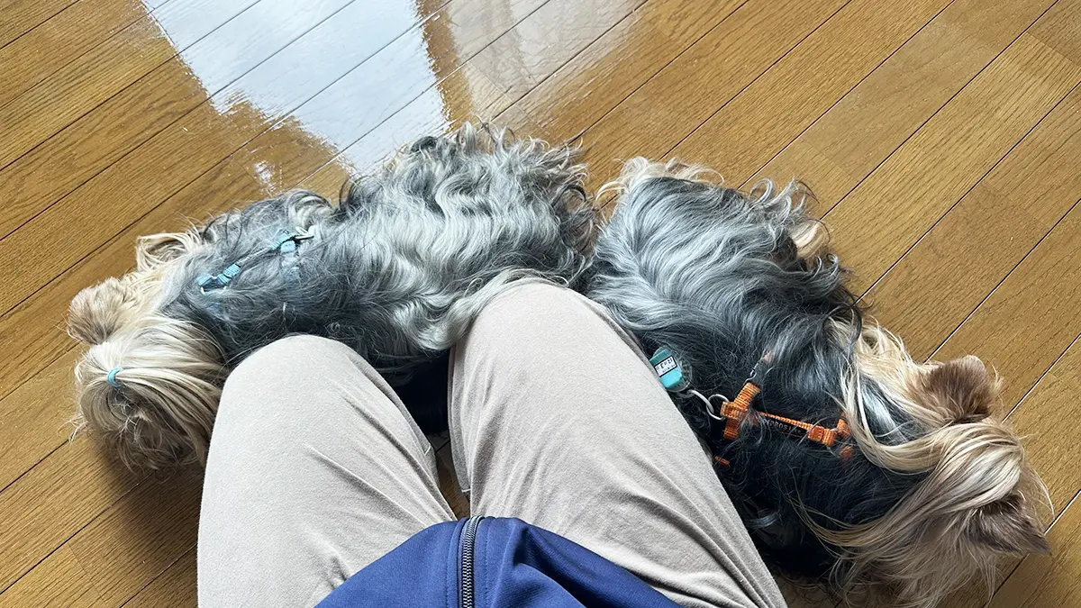 けい（親びん）にくっついて一息ついてるヨーキーズ（テリー＆リアン）