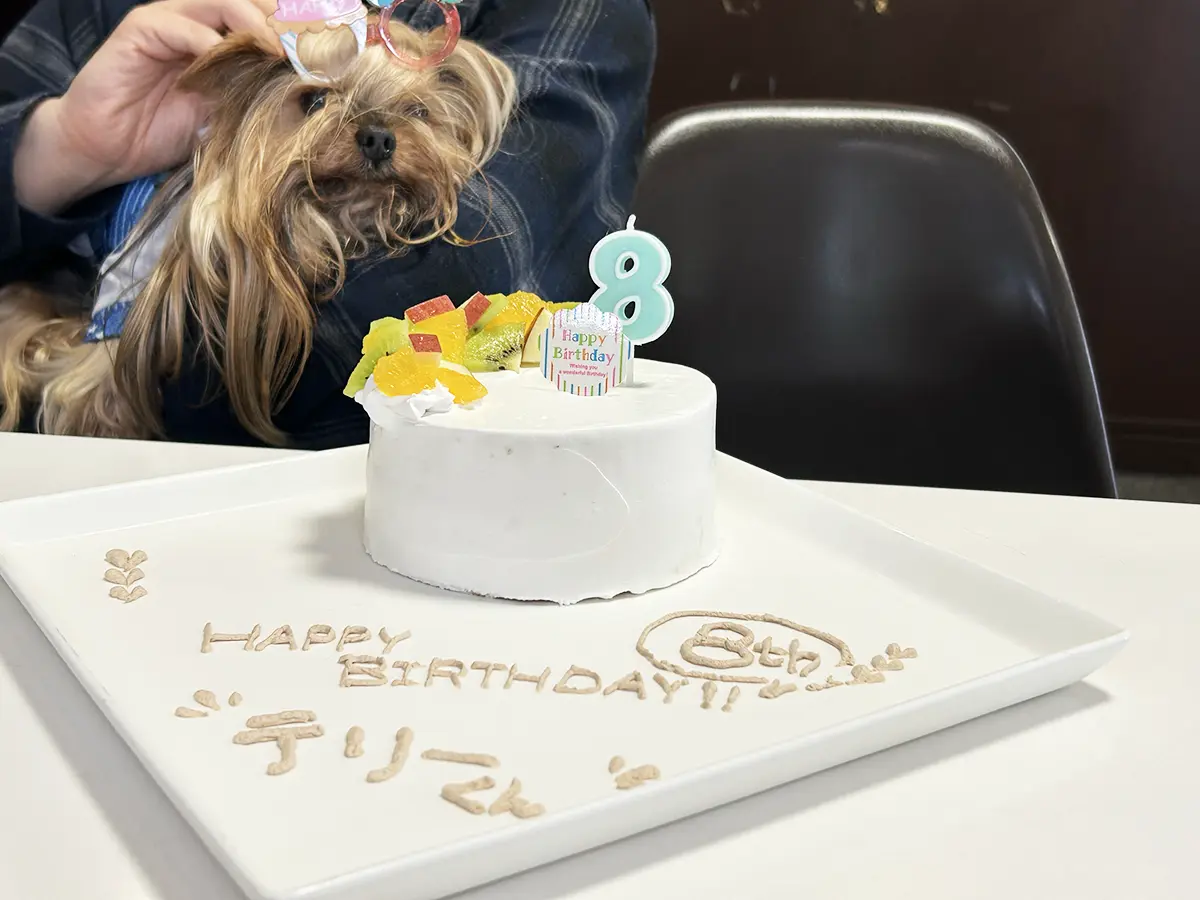 テリーの8歳の誕生日をドッグカフェラン加恋ちゃん家にて開催。誕生日ケーキも準備してもらいご満悦の表情