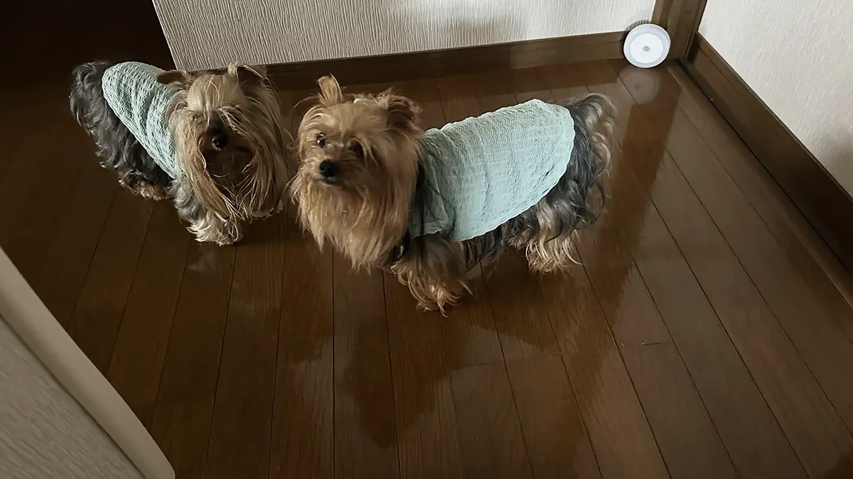新居の廊下に立つヨーキーズ(テリー&リアン)角には人感センサーで点くライト