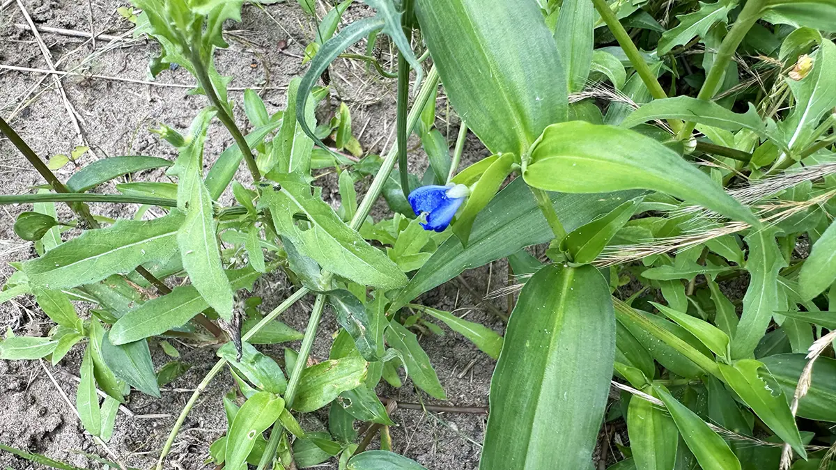 ツユクサ。青い小さな花が咲いている。寄りの構図