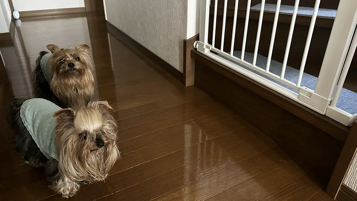 新居の階段に設置されたゲートの前に立つヨーキーズ(テリー&リアン)