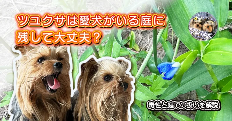 庭で見つけたツユクサとヨークシャーテリアのテリーとリアン。ツユクサの犬への毒性や庭での扱いを解説する記事のアイキャッチ画像。