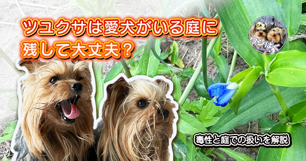 庭で見つけたツユクサとヨークシャーテリアのテリーとリアン。ツユクサの犬への毒性や庭での扱いを解説する記事のアイキャッチ画像。