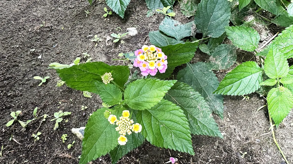 庭で見つけたランタナ。犬にとって有毒とされる植物。