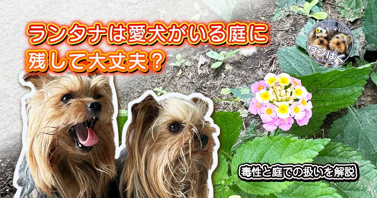 庭で見つけたランタナとヨークシャーテリアのテリーとリアン。ランタナの犬への毒性や庭での扱いを解説する記事のアイキャッチ画像。