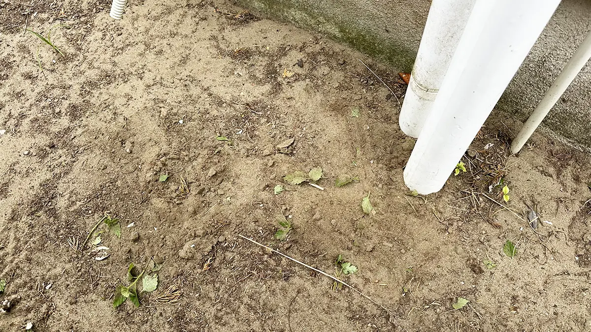 まっさらになったランタナ跡地