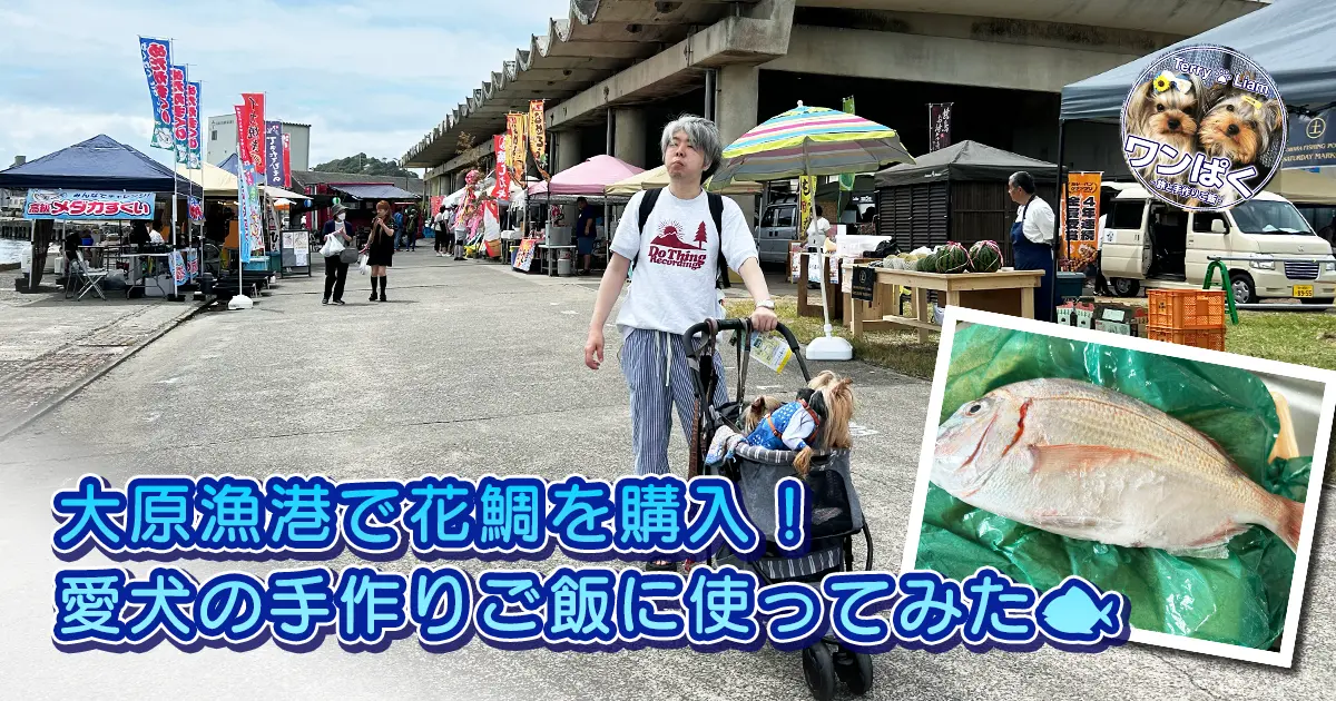 大原漁港土曜マーケットで花鯛を購入し愛犬テリーとリアンの手作りご飯に使う様子