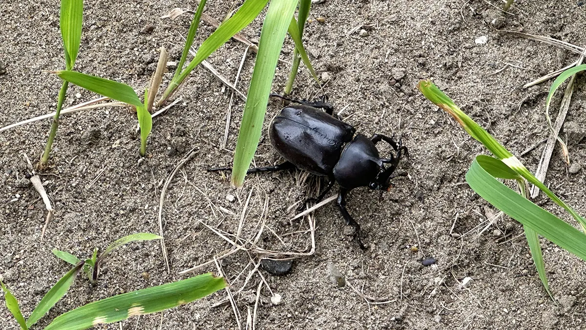 カブトムシ!庭の地面の上を歩いている