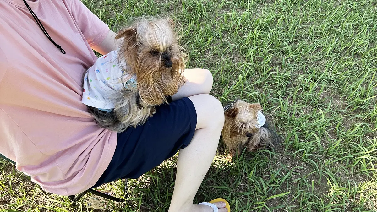 自宅ドッグランで椅子に座る飼い主の膝の上に陣取るテリー(ヨーキー)