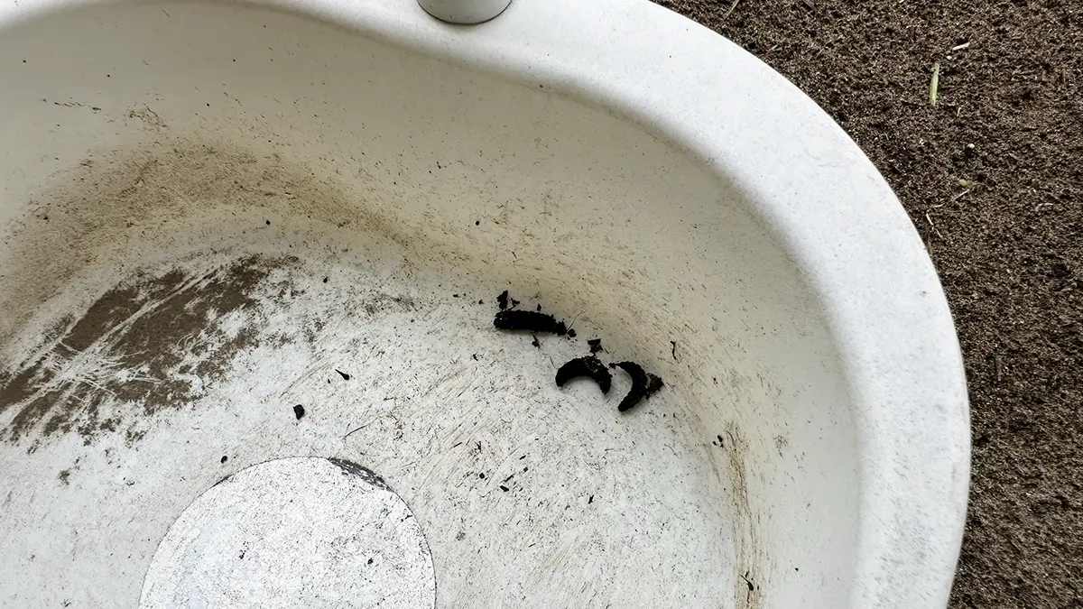 コンポストから回収された幼虫3匹