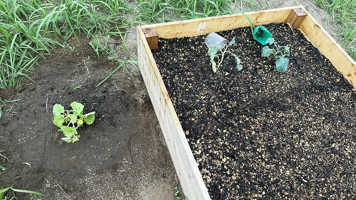 手作りレイズドベッドに植えられたブロッコリーと、外に植えられたカボチャ