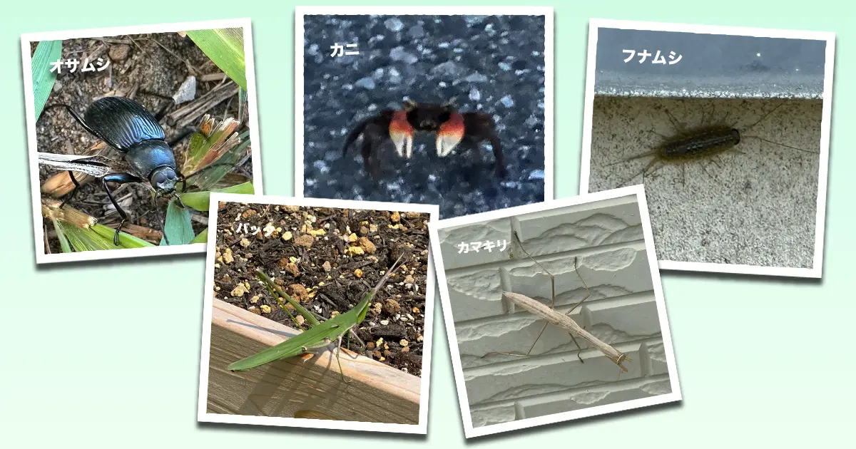 庭にきた昆虫コラージュ(オサムシ、カニ、フナムシ、カマキリ、バッタ)