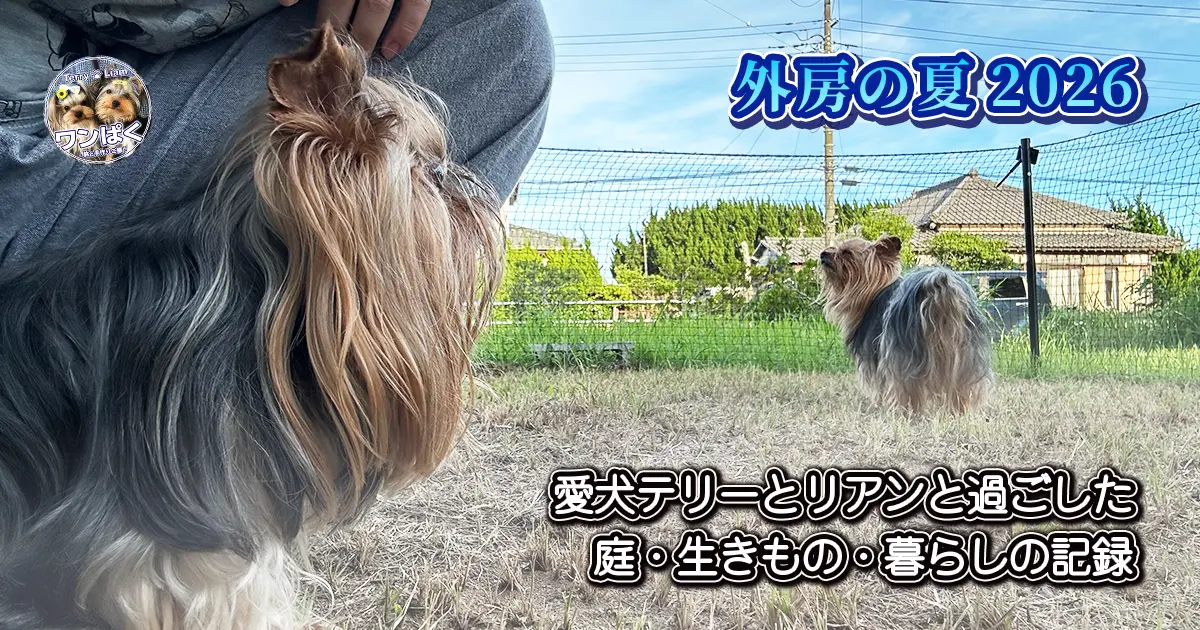外房の庭で夏を過ごすヨークシャーテリアのテリーとリアン