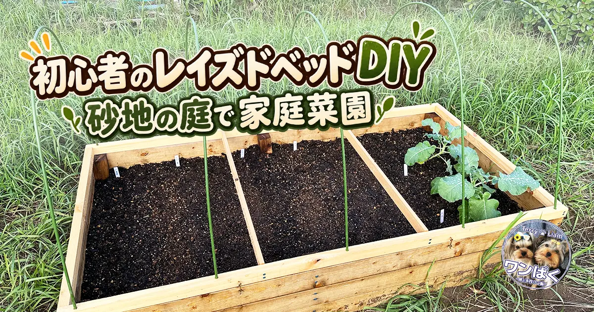 砂質の庭にDIYした木製レイズドベッド1号機とブロッコリー